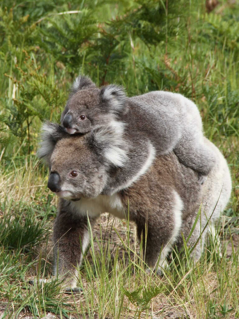 коала несет.jpg