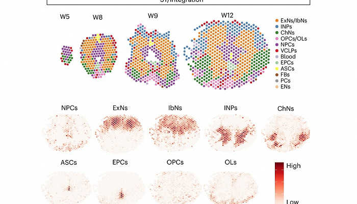 Изучен транскриптом формирующегося спинного мозга человека — PCR News