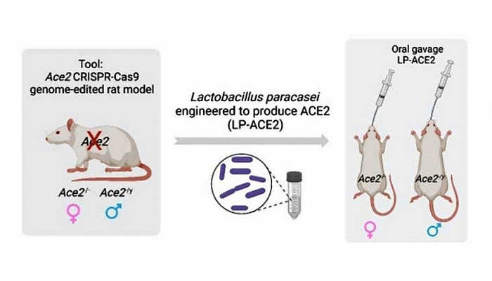 Генно-модифицированные лактобактерии снижают артериальное давление у ...