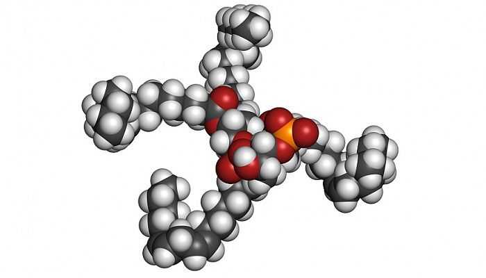 Аутоантитела к фосфолипидам могут способствовать образованию тромбов ...
