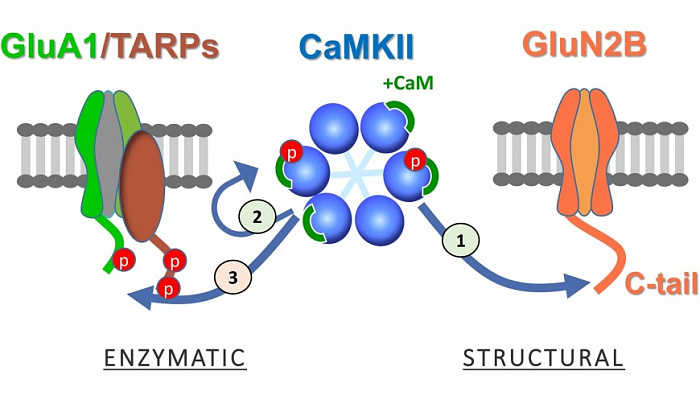 Джастин порно фильм Жалаңаш теннисшілер видеосы