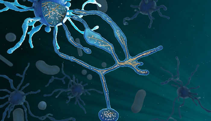 У археи Асгарда есть скелет — PCR News