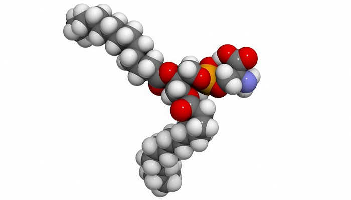 Аутоантитела к фосфолипидам из крови пациентов с COVID-19 способствуют ...