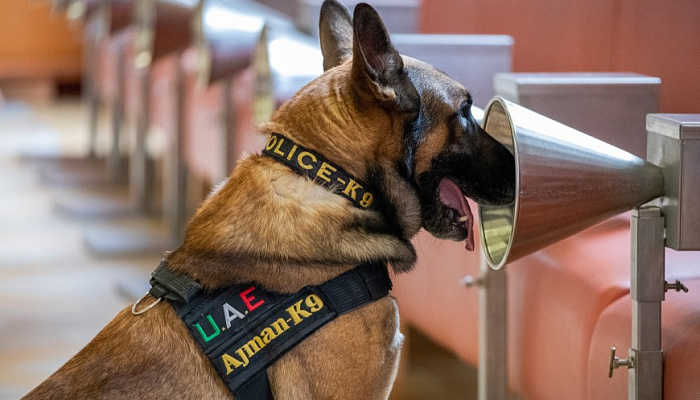 how accurate are k9 drug dogs