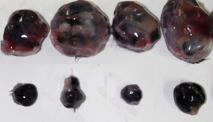 Строение клетки человека. Строение клетки кожицы чешуи лука. Микропрепараты клеток растений под микроскопом. Птица в открытой клетке. Органоиды видимые в световой микроскоп.