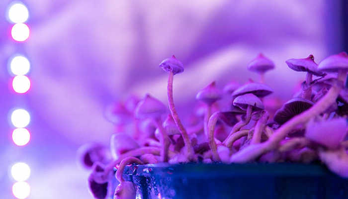 Псилоцибин может надолго улучшить нарушенное цветовое зрение — PCR News